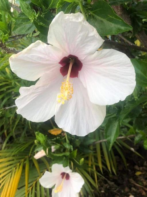 Villa Baies Roses Saint-Leu Luaran gambar