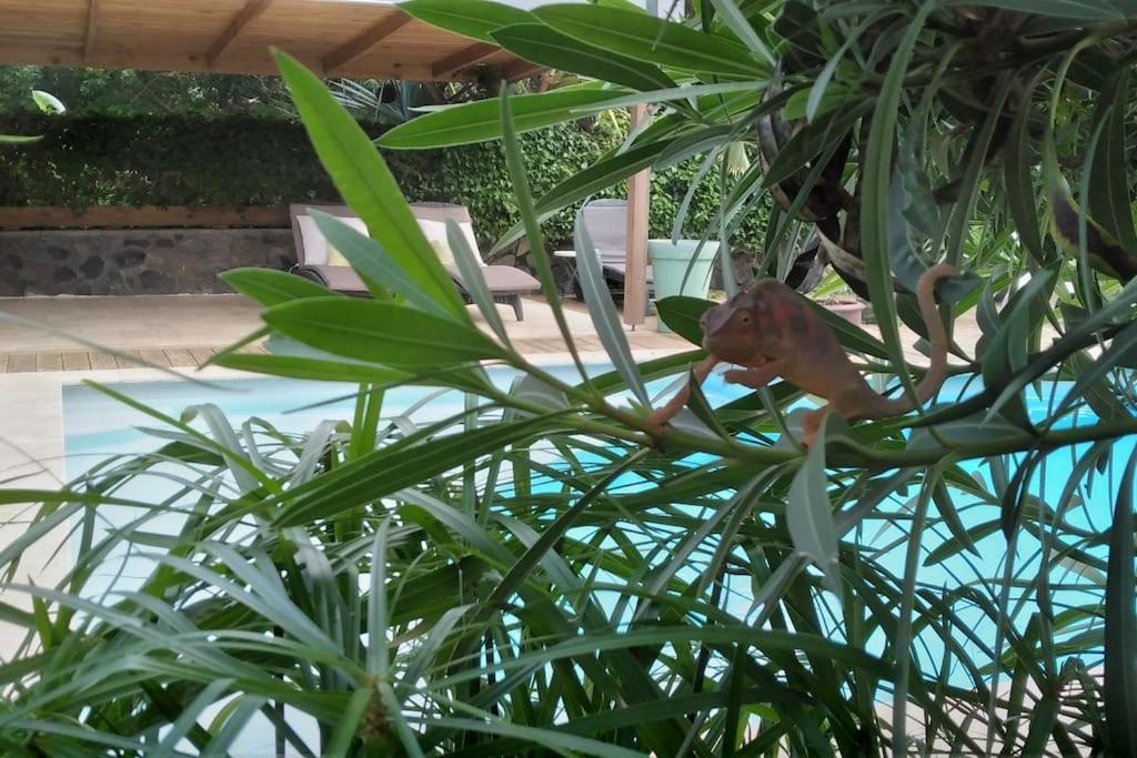 Villa Baies Roses Saint-Leu Luaran gambar